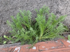 Tripleurospermum inodorum