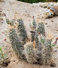 Echinocereus engelmannii