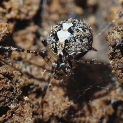 Theridion