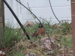 Turdus migratorius image