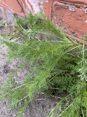 Tripleurospermum inodorum