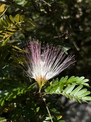 Calliandra surinamensis