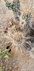 Echinocereus engelmannii