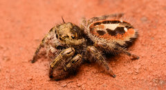 Phidippus insignarius