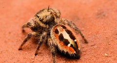 Phidippus insignarius