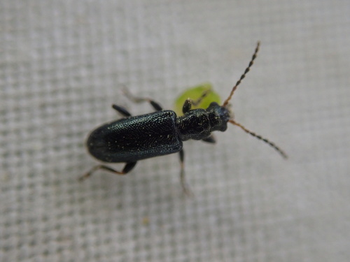 Orsodacne humeralis