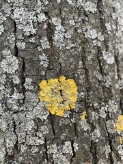 Xanthoria parietina