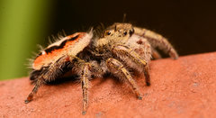 Phidippus insignarius