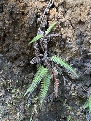 Blechnum appendiculatum