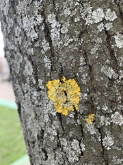 Xanthoria parietina