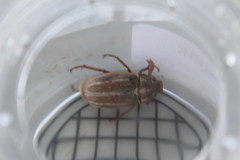 Polyphylla occidentalis