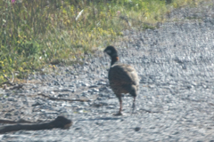 Francolinus francolinus