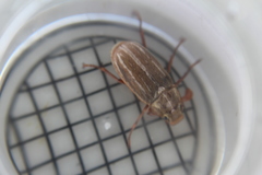 Polyphylla occidentalis