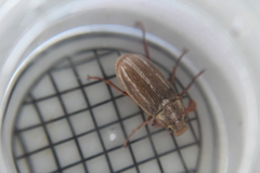 Polyphylla occidentalis