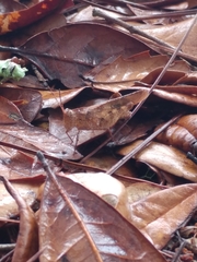 Spharagemon crepitans