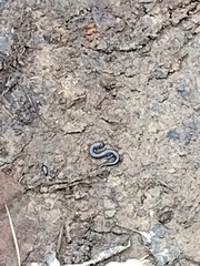 Plethodon cylindraceus