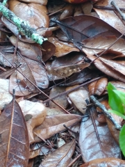 Spharagemon crepitans