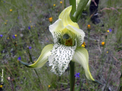 Chloraea gavilu