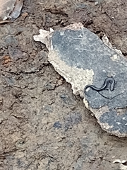 Plethodon cylindraceus