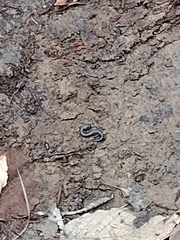 Plethodon cylindraceus