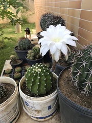 Echinopsis subdenudata