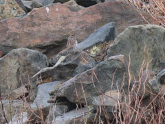 Melospiza melodia image