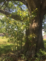 Elaeocarpus decipiens