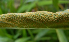 Puccinia pulverulenta