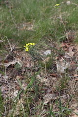 Erysimum crepidifolium