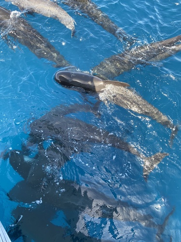 Long-finned Pilot Whale