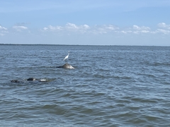 Egretta thula