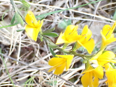 Genista pilosa