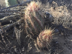 Thelocactus bicolor