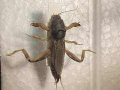 Neoscapteriscus borellii