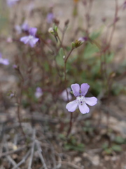 Chaenorhinum grandiflorum