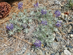 Lupinus duranii