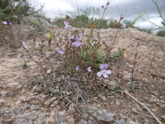 Chaenorhinum grandiflorum