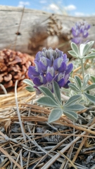 Lupinus duranii