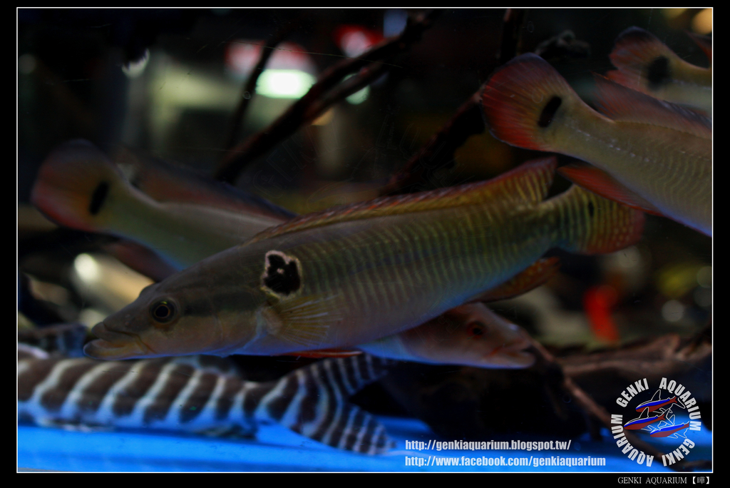 Zebra Pike Cichlid