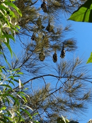 Pteropus alecto