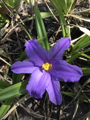 Vellozia dasypus
