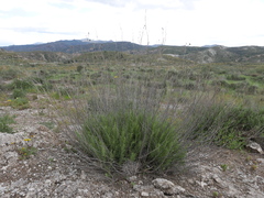 Gypsophila struthium