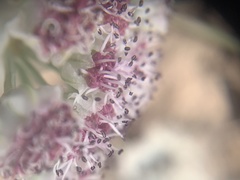 Vesper bulbosus