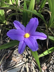 Vellozia dasypus