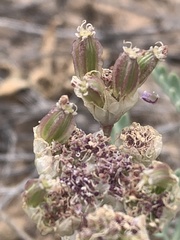 Vesper bulbosus