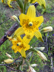 Chloraea gavilu