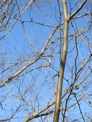 Vachellia campechiana