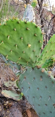 Opuntia engelmannii