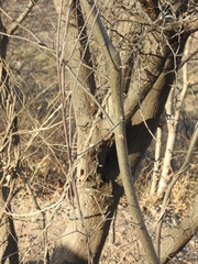 Vachellia campechiana