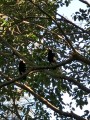 Gymnorhina tibicen